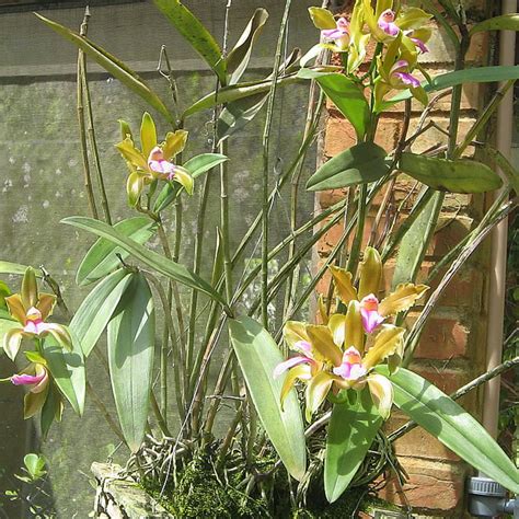 Cattleya Bicolor