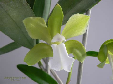Cattleya Bicolor Alba