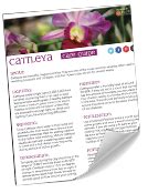 Cattleya Care Sheet