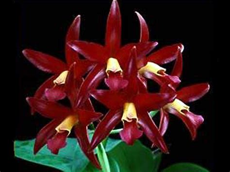 Cattleya Chocolate Drop