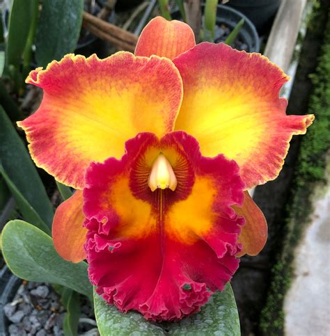 Cattleya Chomthong Fancy