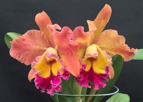 Cattleya Chunyeah Moon Beauty