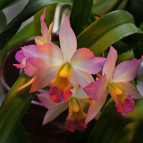 Cattleya Color
