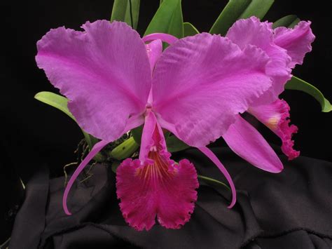 Cattleya Colores