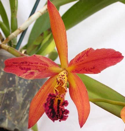 Cattleya Copper Queen