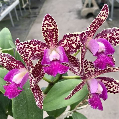 Cattleya Day Tripper
