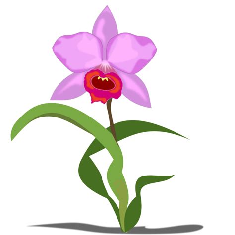 Cattleya Flower Clipart