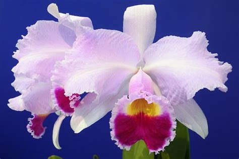 Cattleya Flower Colombiana