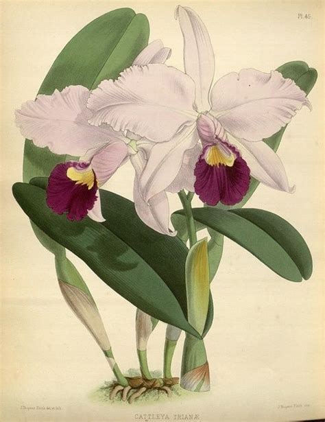 Cattleya Flower Colombiana Drawing