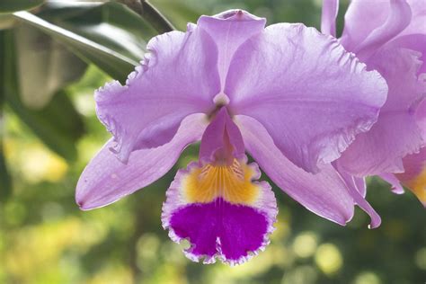 Cattleya Flower From Colombia