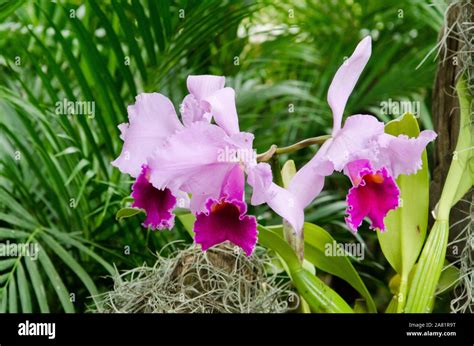 Cattleya Flower Movie