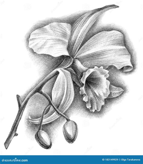 Cattleya Flower Sketch