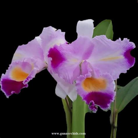 Cattleya For Sale