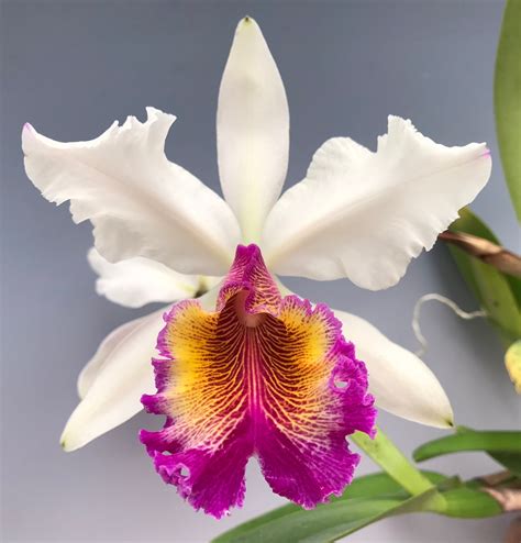 Cattleya For Sale Uk
