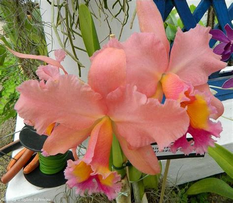 Cattleya Gold Digger