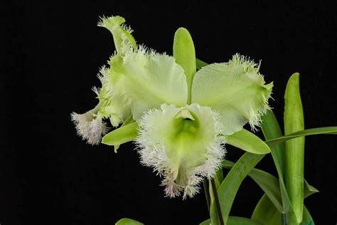 Cattleya Golf Green