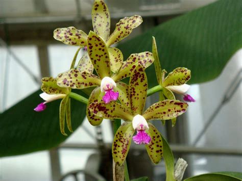 Cattleya Guttata