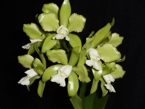 Cattleya Guttata Alba