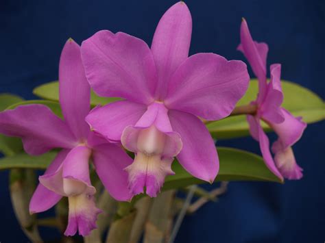 Cattleya Heathii