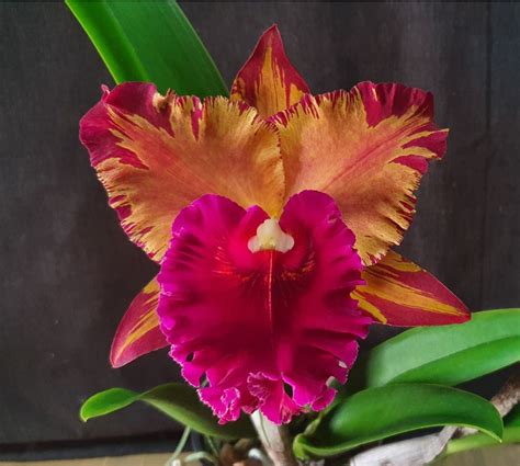 Cattleya Hey Song