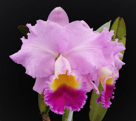 Cattleya Horace Maxima