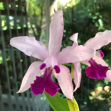 Cattleya Interglossa