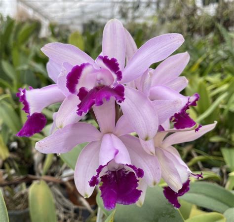 Cattleya Intermedia