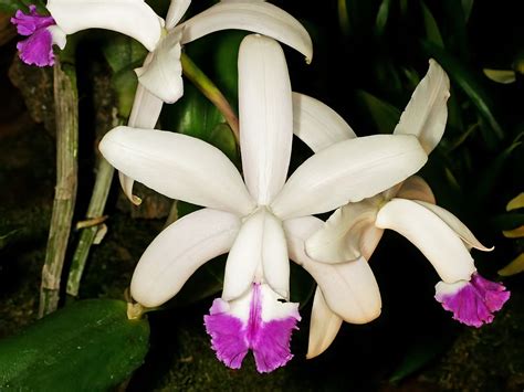 Cattleya Intermedia Sp