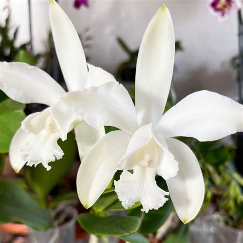 Cattleya Intermedia Var Alba