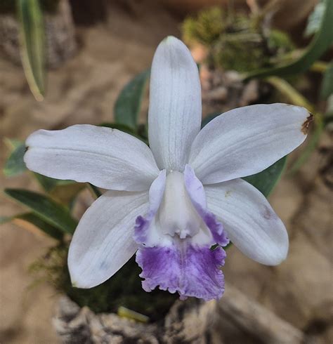 Cattleya Intermedia Var Coerulea