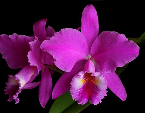Cattleya Jenmanii
