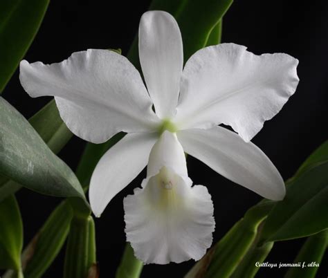 Cattleya Jenmanii Alba