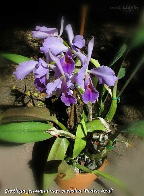 Cattleya Jenmanii Coerulea