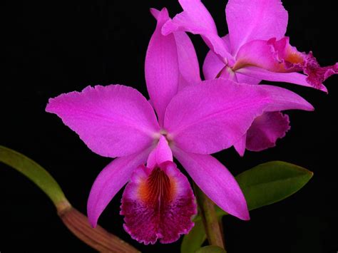 Cattleya Jenmanii Rubra