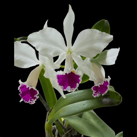 Cattleya Jenmanii Semi Alba