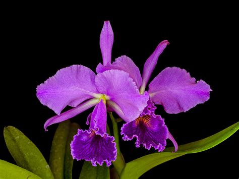 Cattleya Labiata