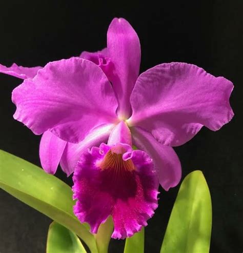 Cattleya Labiata Brazil