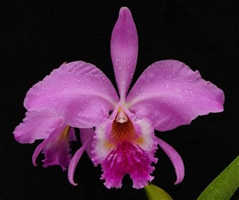 Cattleya Labiata Brazil National Flower