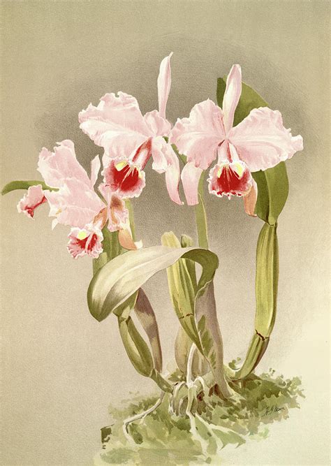 Cattleya Labiata Drawing