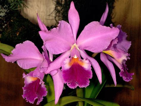 Cattleya Labiata Orchid