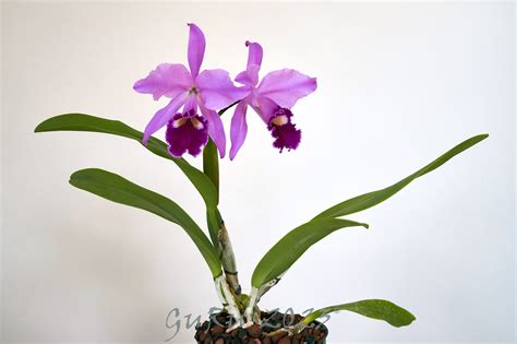 Cattleya Labiata Tattoo