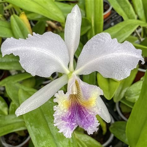 Cattleya Labiata Var Coerulea