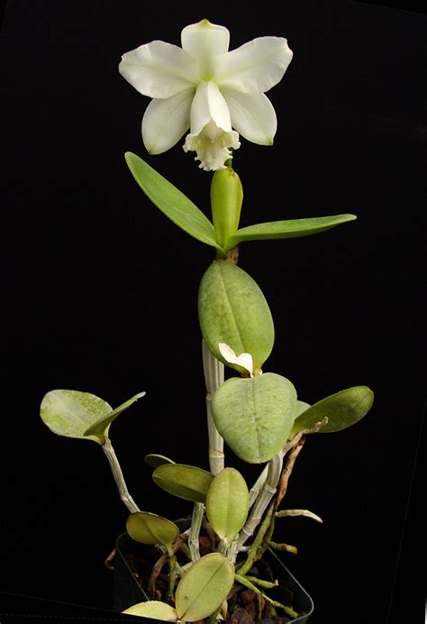 Cattleya Loddigesii Alba