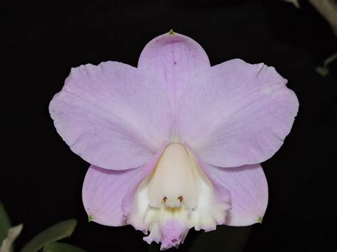 Cattleya Loddigesii Perfection