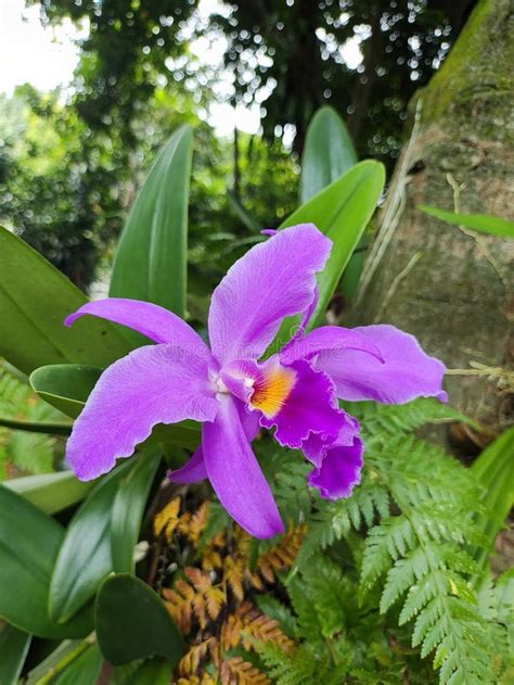 Cattleya Mantini