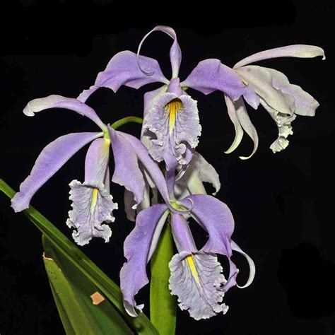 Cattleya Maxima Coerulea