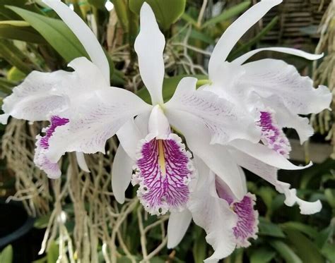 Cattleya Maxima Semi Alba