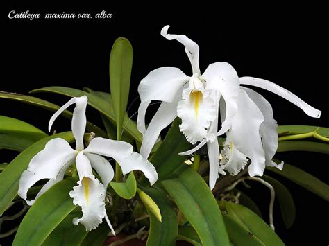 Cattleya Maxima Var Alba
