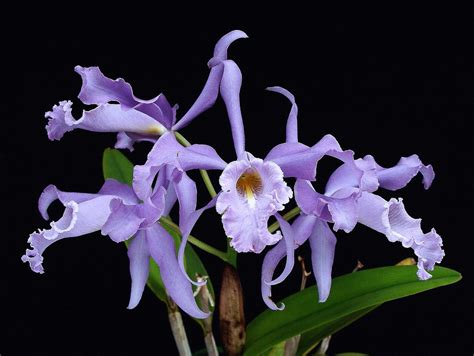 Cattleya Maxima Var Coerulea