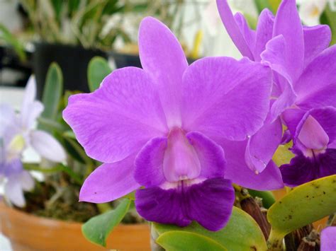 Cattleya Mini